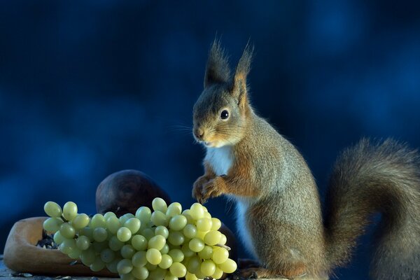 Écureuil gris se régale de raisins mûrs sur fond bleu