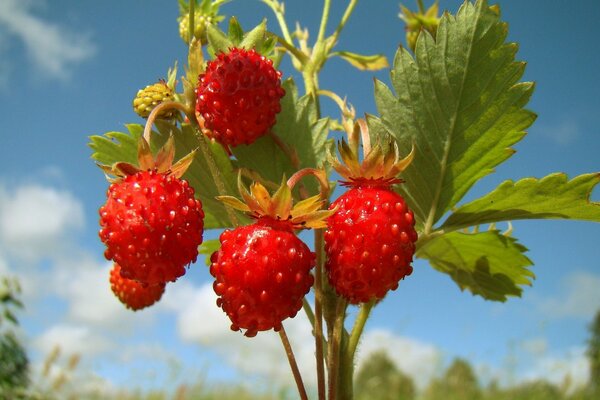 Fraises sauvages sur fond de ciel