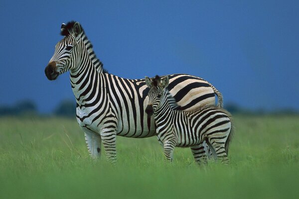 Ein Zebra und ein Fohlen in der Savanne