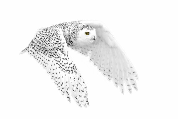 Flying polar owl on a white background