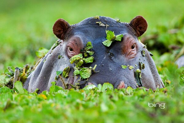 Hippopotamus in Africa in leaves in a pond