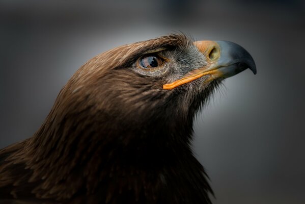 Foto Portrait des Vogels Steinadler