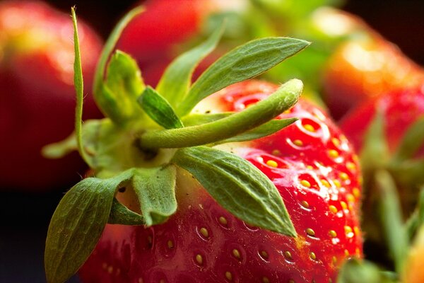 Ripe strawberry berry macro shooting