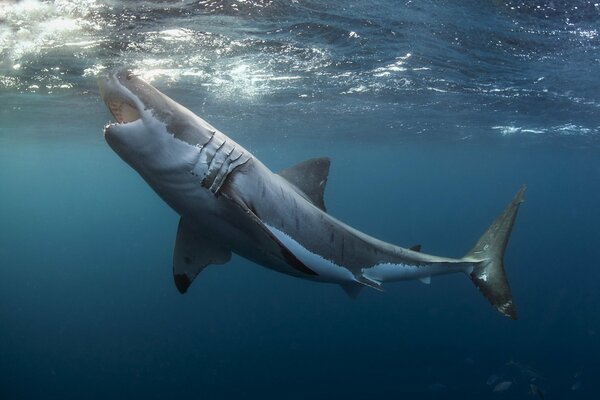 Gran tiburón blanco en las profundidades del mar