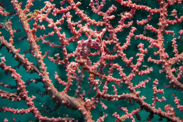 Mysterious sea inhabitants