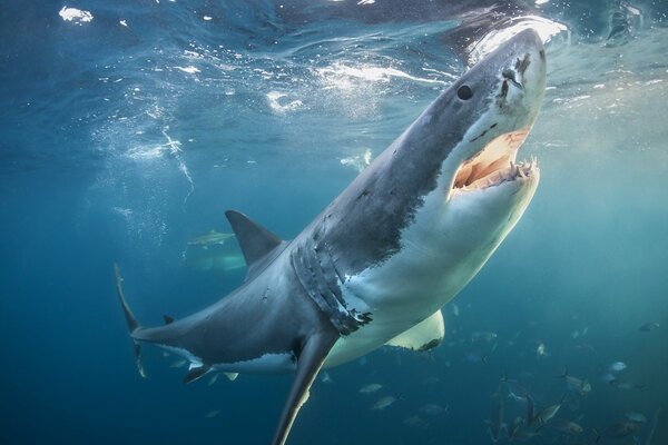 A huge toothy white shark in the waters of the ocean