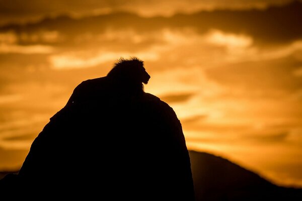 Silhouette d un Lion sur un rocher sur un fond de coucher de soleil