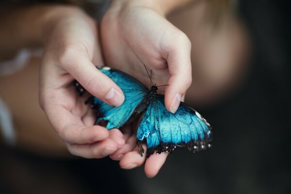 Ein seltener Schmetterling sitzt in der Handfläche