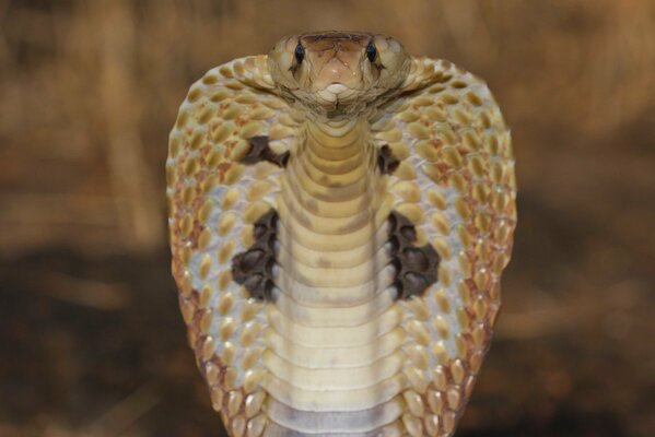 Primer plano de la cobra real