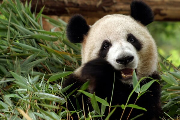 Śliczna Panda na trawie gryzie bambus