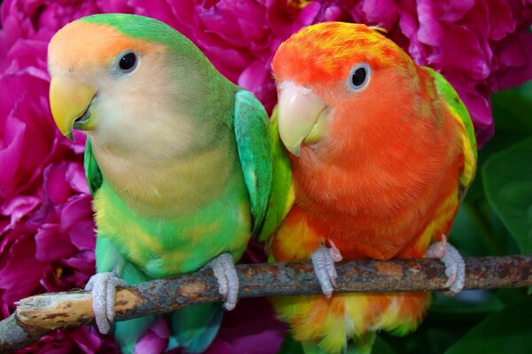 A pair of parrots with bright feathers