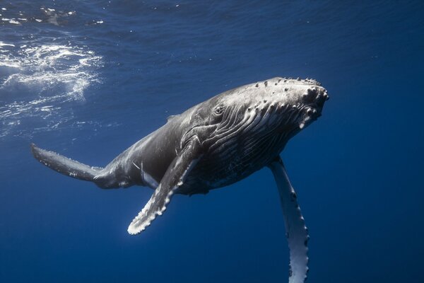 Una grande balena nuota nel mare