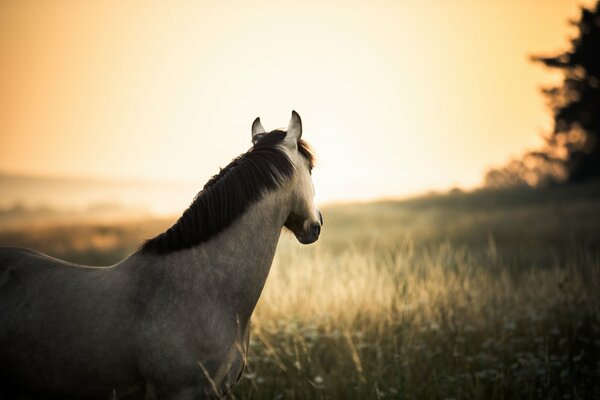 Pferd im Feld bei Sonnenuntergang