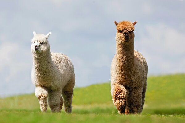 Dos mullidas llamas de buen carácter