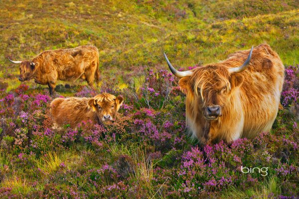 Vaca con Ternero en un campo floreciente