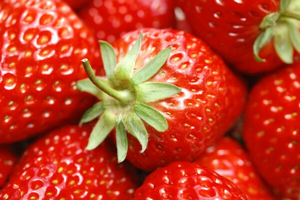 Pour la confiture, les fraises doivent être triées