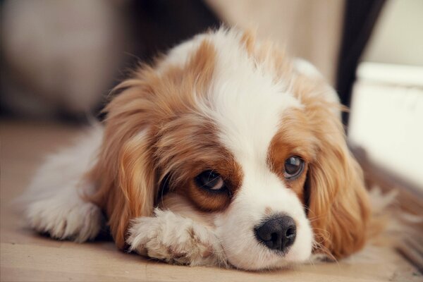 Cachorro de perro de aguas triste mirándote a los ojos