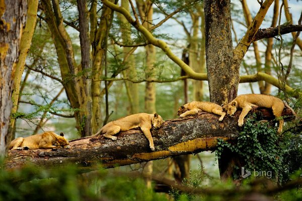 Sleeping lions on a fallen tree