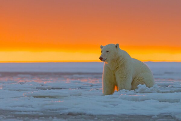 Weißer Eisbär im Hintergrund eines Sonnenuntergangs in der eisigen Wüste des arktischen Nationalparks in Alaska