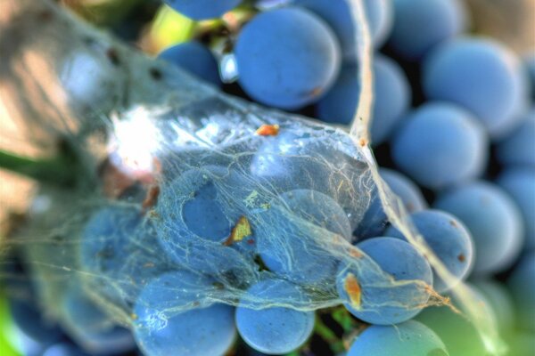 Blue berries entangled in cobwebs