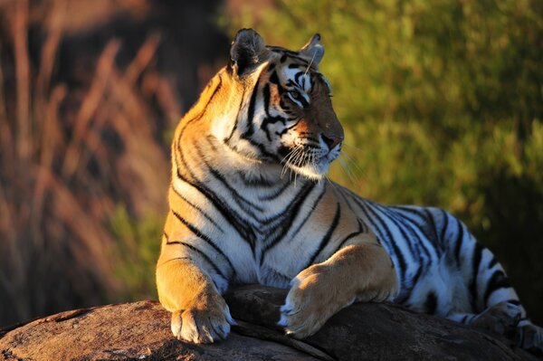 Majestätischer Tiger bei Sonnenuntergang