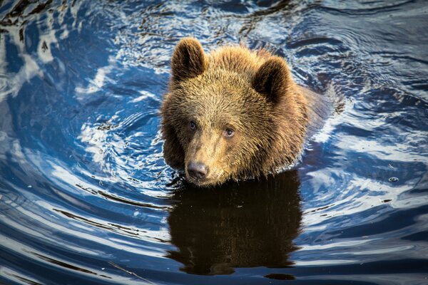 Orso che galleggia sull acqua