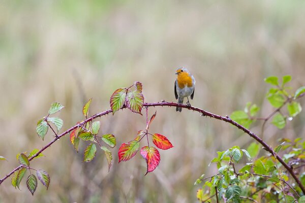 Petit oiseau assis sur une branche