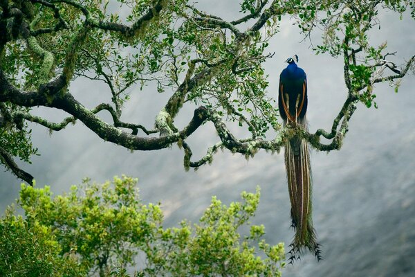 Peacock with a long tail on a tree