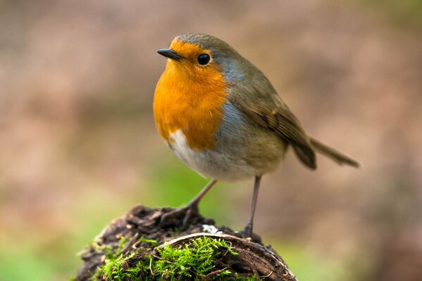 Birds on a global scale of nature