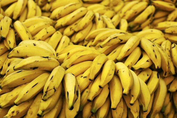 Whole bunches of ripe bananas