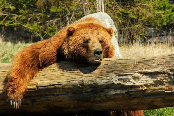 The bear lay down on a log. There is heat and stuffiness around