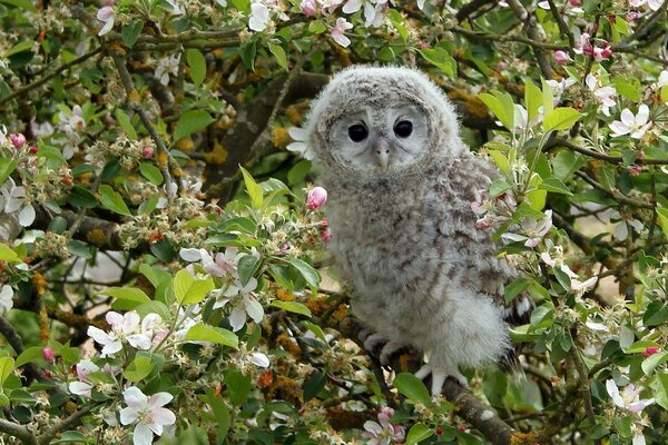 Le hibou repose sur les branches d un pommier