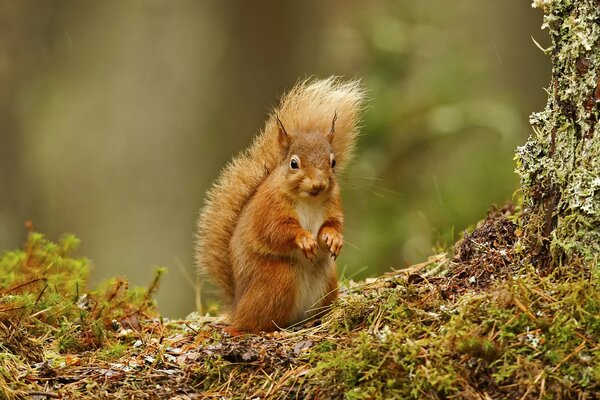 Red squirrel on a moss background