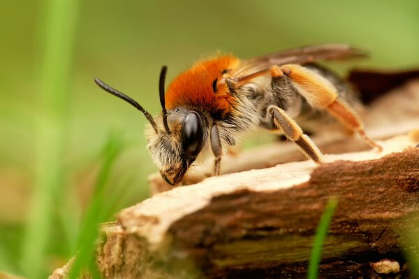 A bee on a tree on a grass background