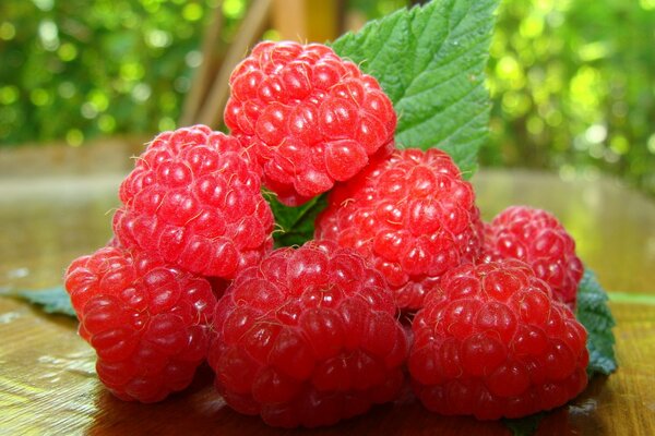 Nahaufnahme von Himbeeren mit grünen Blättern