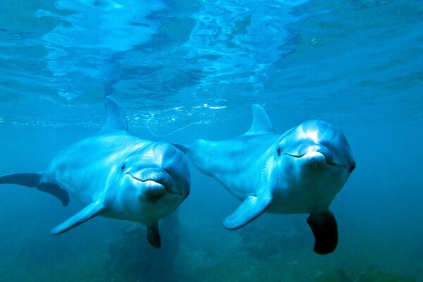 Couple de dauphins nageant dans l océan bleu 