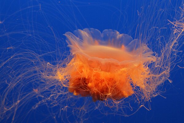 Méduse orange dans l eau de la mer bleue