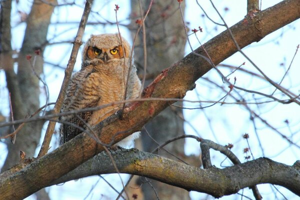 Hibou regardant avec une branche d arbre