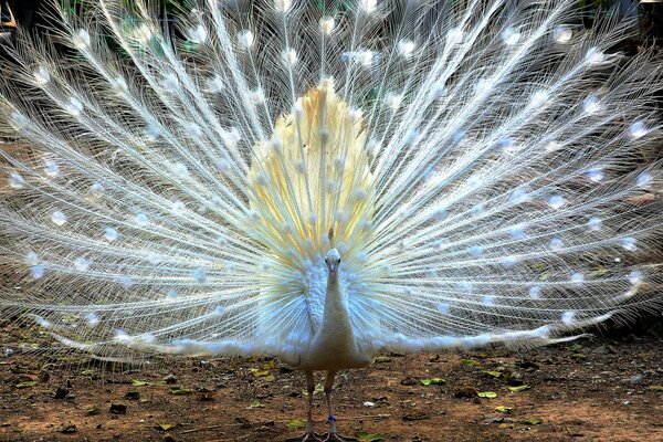 Peacock with a beautiful loose tail