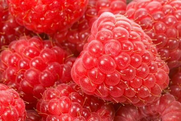 Gros plan de prise de vue de framboises