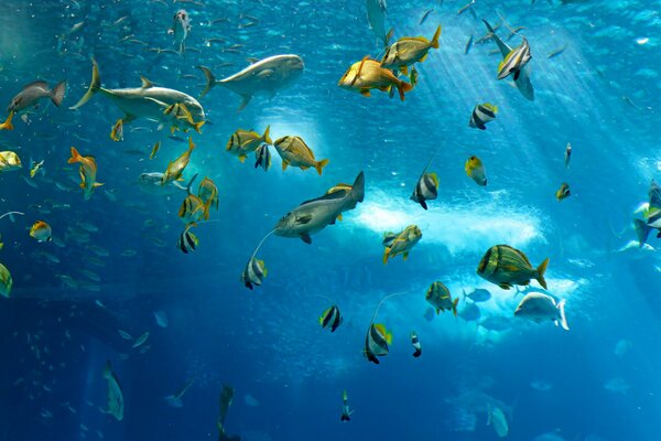 Shoals of fish under the ocean water 