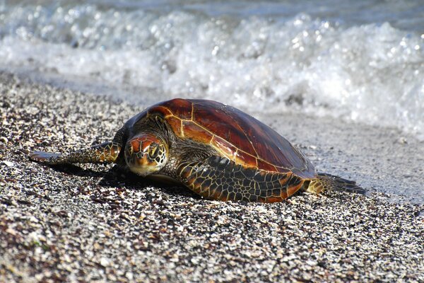 Schildkröte kroch nach dem Schwimmen an Land