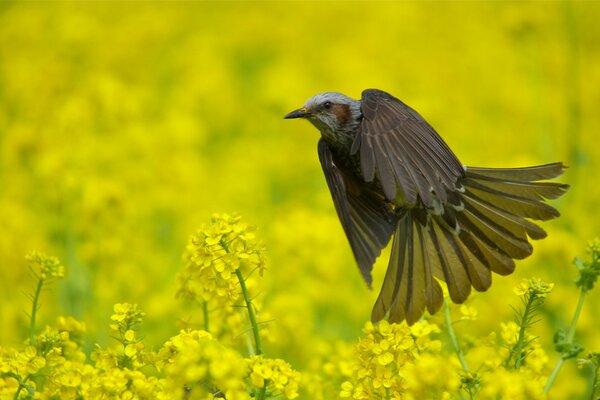 Uccello Bul-Bul tra i fiori gialli