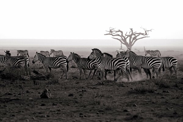 Mandria di zebre sullo sfondo della natura