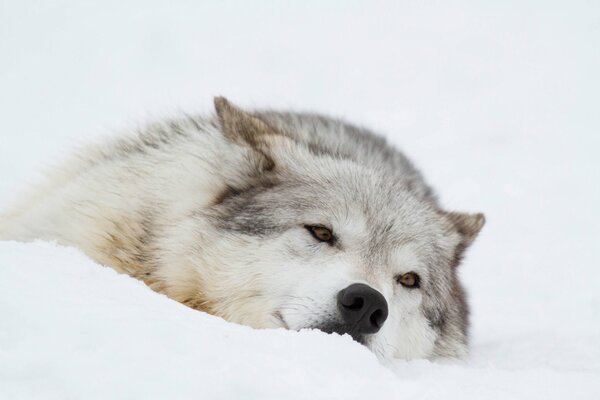 Loup couché sur la neige blanche