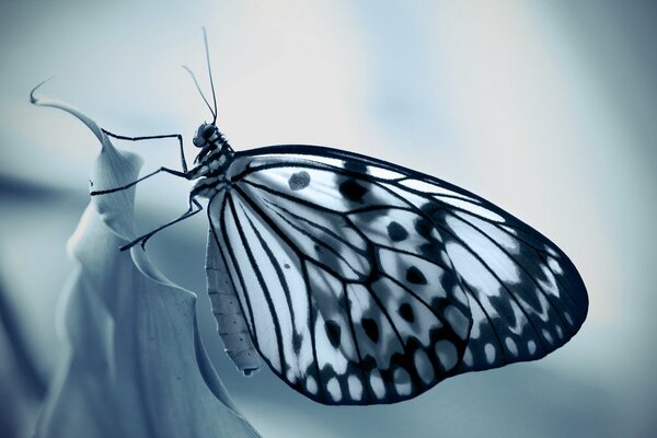 Photo de gros plan d un papillon dans la nature