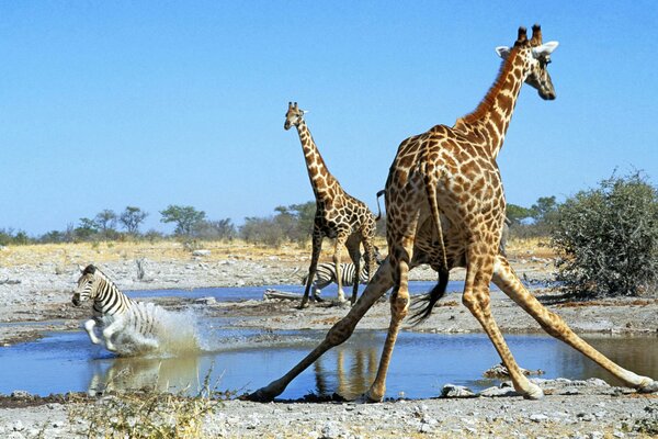 Zebra and giraffes came to drink