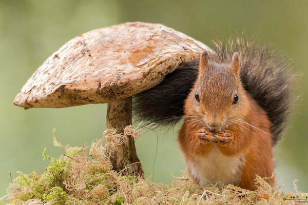 Eichhörnchen unter einem Pilz im Wald. Makrofotografie