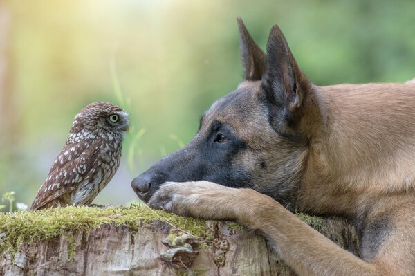 Le grand berger se lie d amitié avec le hibou