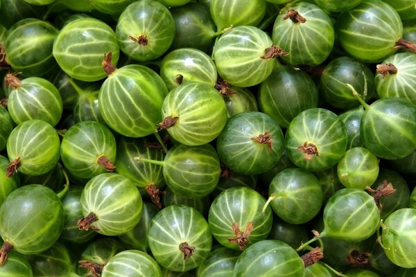 Un sacco di uva spina verde matura e succosa